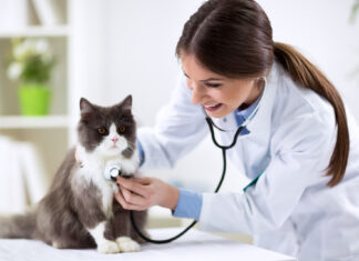 Atención veterinaria: ¿Cuándo llevar al gato, según los expertos?