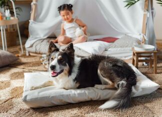 Consejos de una experta para elegir la cama de la mascota