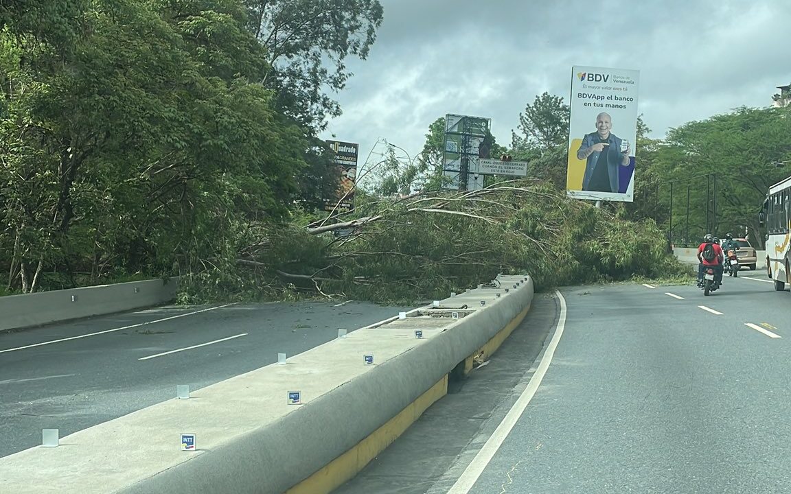 Reportan árbol caído en autopista Prados del Este (+DETALLES)