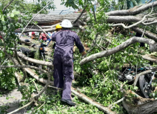 LO ÚLTIMO: Caída de un árbol en una plaza deja dos muertos este #19Jun (+FOTOS)