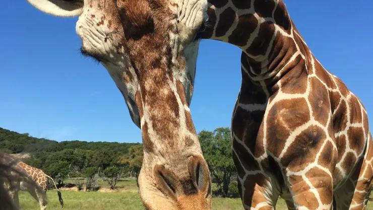 Texas | Jirafa hambrienta levanta a una niña de dos años durante visita a un parque (+Video)