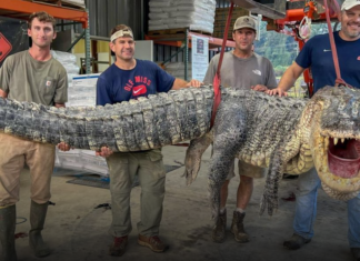 EEUU | Abren solicitudes de licencias para caza de caimanes en Carolina del Sur