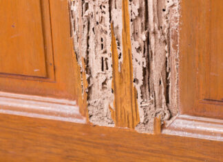 Aprende a proteger tus muebles de madera de las termitas