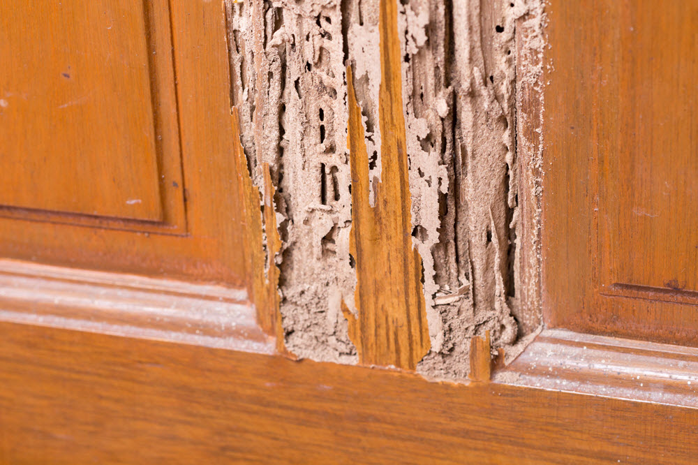 Aprende a proteger tus muebles de madera de las termitas