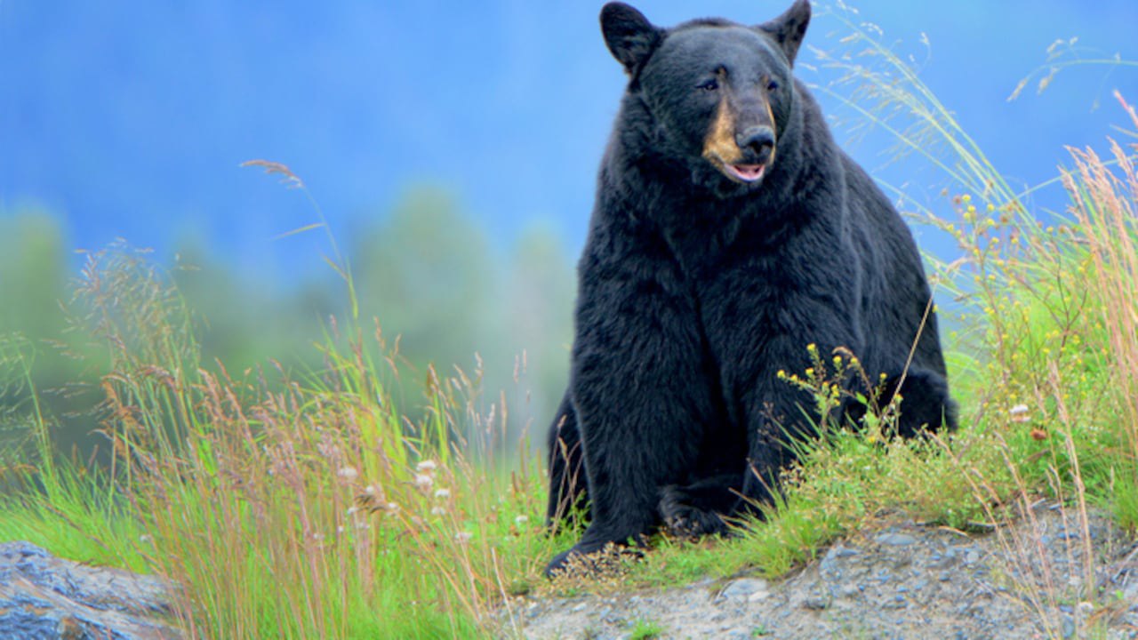 Anciana fue víctima del primer ataque mortal de oso negro en California