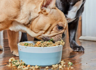 ¿Qué puede comer tu perro además de pienso? Amplía su dieta