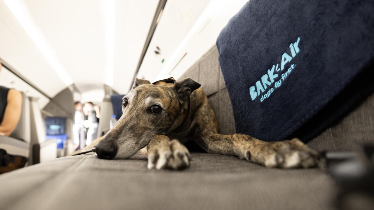 Estrenan ruta aérea de lujo para perros: Conozca los servicios y precios