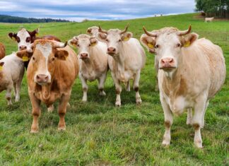 Austria | Mujer murió aplastada por rebaño de vacas en su cumpleaños