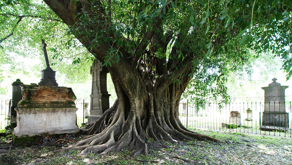 Árbol 