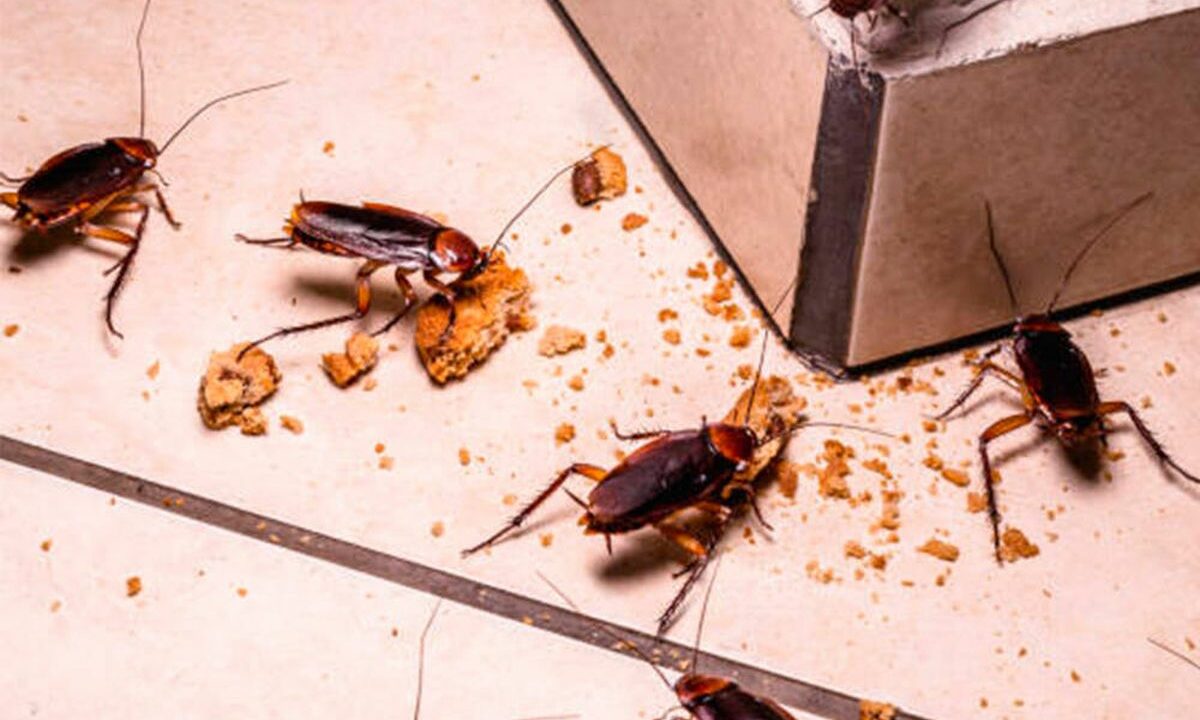Este remedio casero es efectivo para exterminar las cucarachas en el hogar