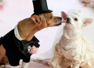 Las bodas de perros se vuelven más populares que las de personas en China