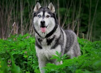 ¡Alerta! Así se comporta un perro cuando está deprimido