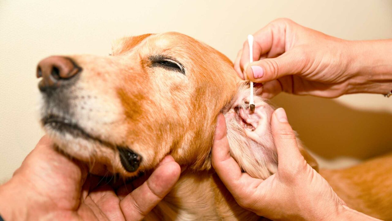 Tips para detectar si el perro tiene otitis