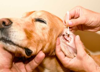 Tips para detectar si el perro tiene otitis