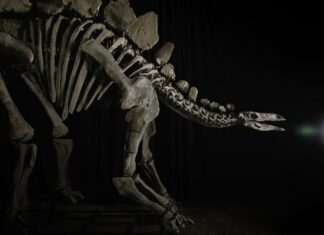 Nueva York | Esqueleto de dinosaurio se vendió por millonaria suma