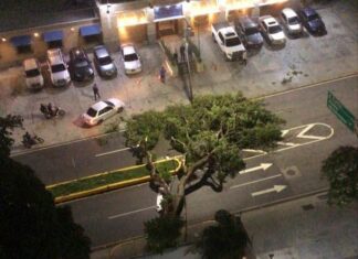 Reportan árbol caído en la avenida Luis Roche de Altamira la noche de este #15Jul (+Advertencia)