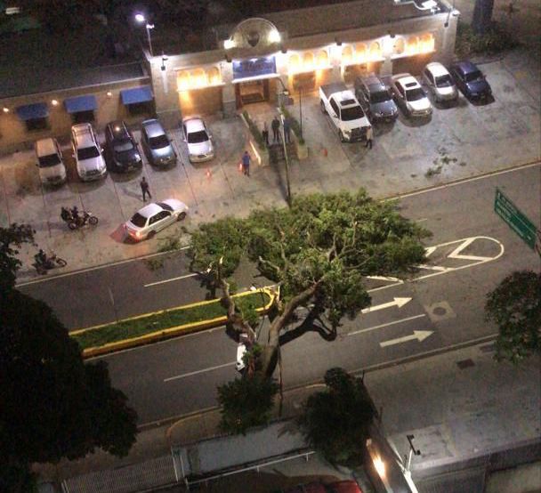 Reportan árbol caído en la avenida Luis Roche de Altamira la noche de este #15Jul (+Advertencia)