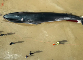 Sacrifican a ballenas que quedaron varadas en costa de Escocia (+Detalles)