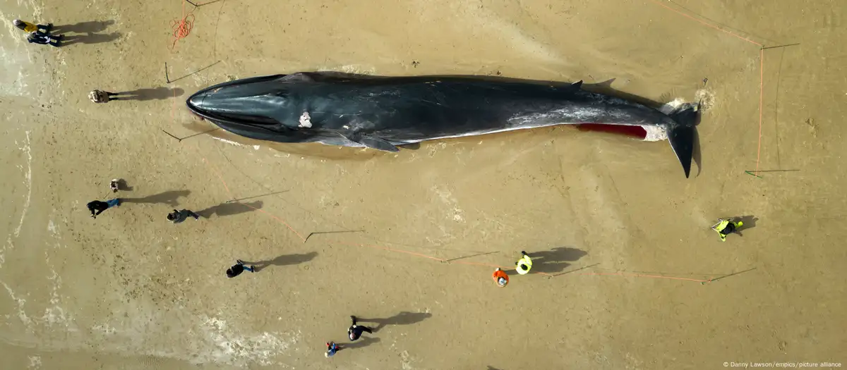Sacrifican a ballenas que quedaron varadas en costa de Escocia (+Detalles)