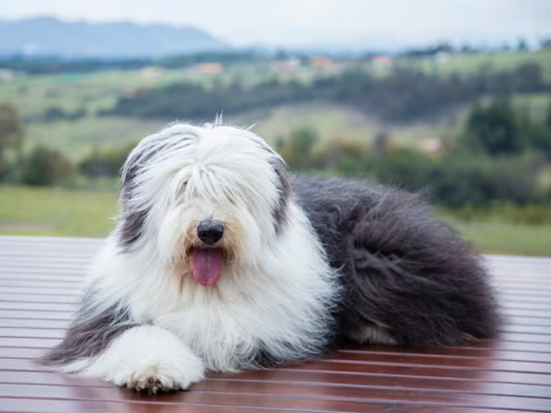 Las mejores razas de perros que no sueltan pelo