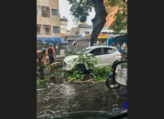 Fuertes lluvias en el oeste de Caracas causaron caída de árboles (+Fotos)