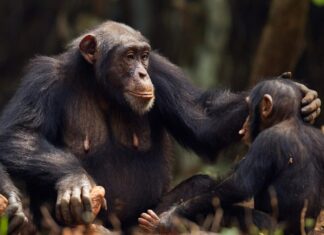 Intercambio de gestos de los chimpancés son similares a conversaciones humanas