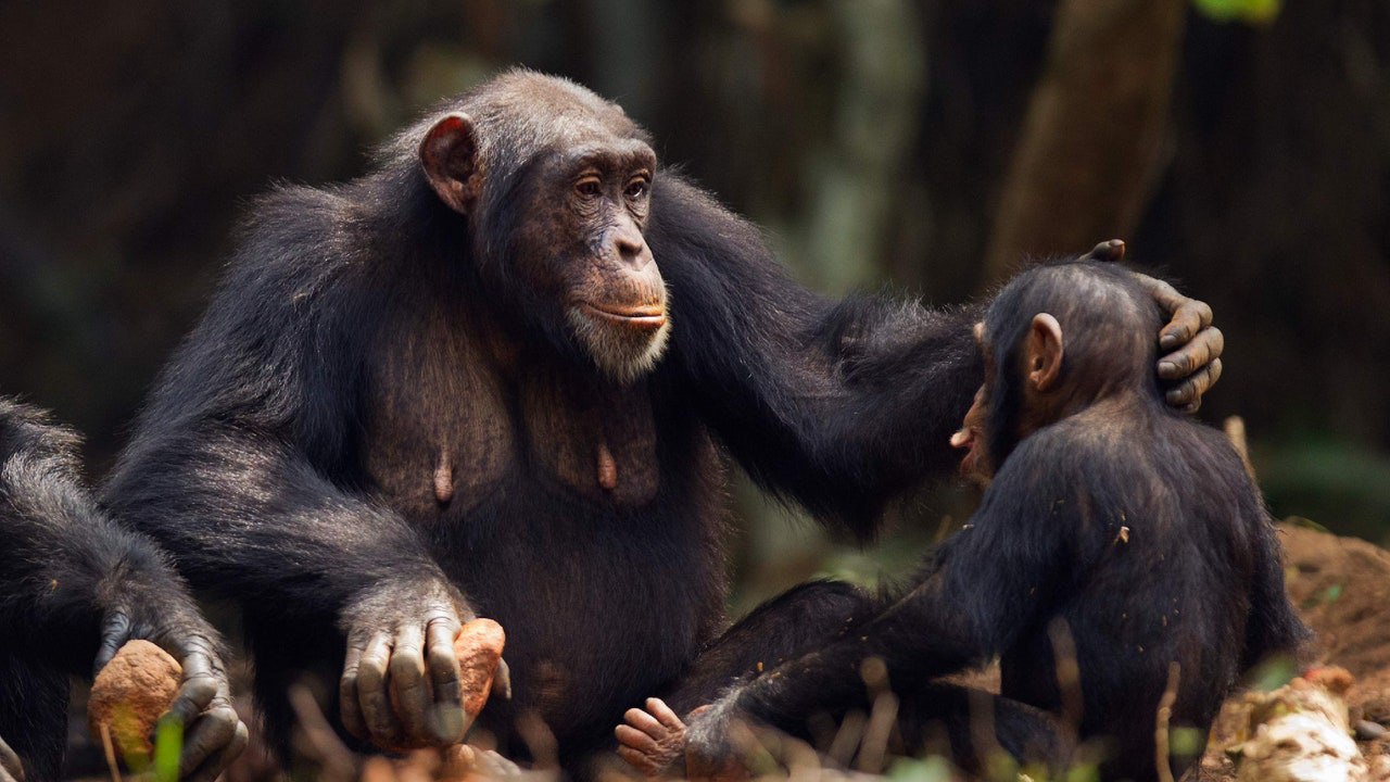 Intercambio de gestos de los chimpancés son similares a conversaciones humanas