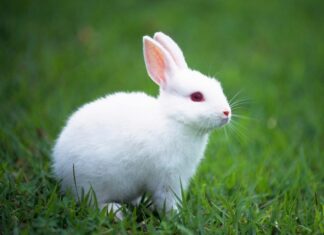 ¿Cuándo debes vacunar al conejo? Esto dicen los expertos