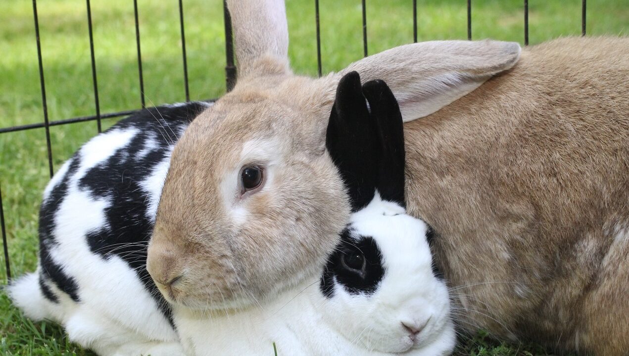 Señales para saber si el conejo está a punto de morir