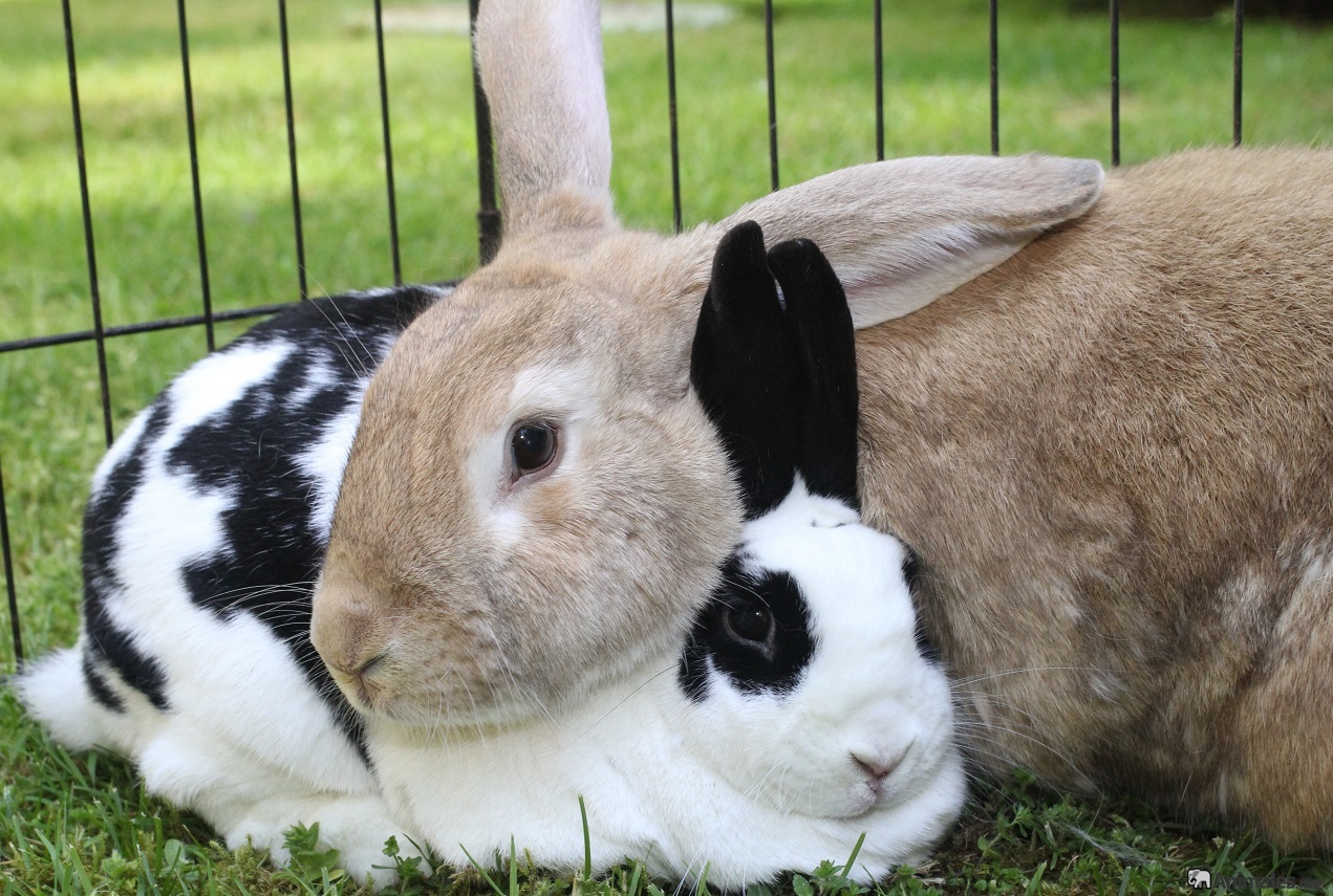 Señales para saber si el conejo está a punto de morir