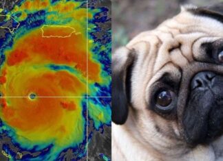 Altas temperaturas en Houston ponen en riesgo a los perros pug