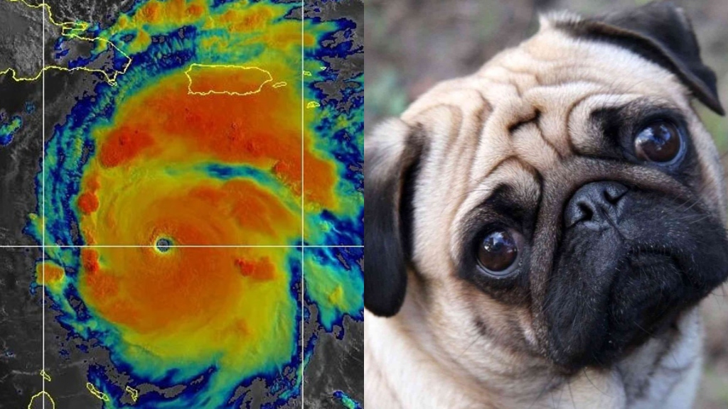 Altas temperaturas en Houston ponen en riesgo a los perros pug