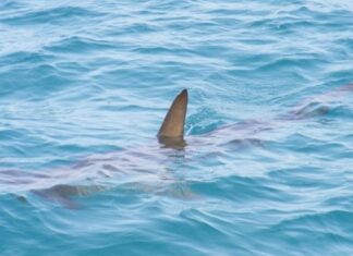 Aumentó el ataque de tiburones en Florida: Hablan las víctimas y expertos (+VIDEO)