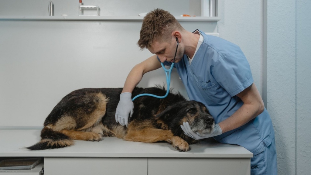 Un veterinario puede ganar $57.26 por hora en EEUU (+Detalles)