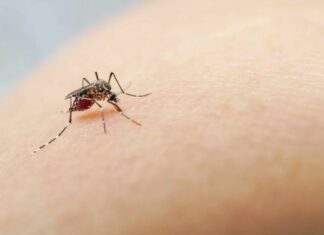 Florida implementa plan de acción por brote de dengue: Sepa las medidas