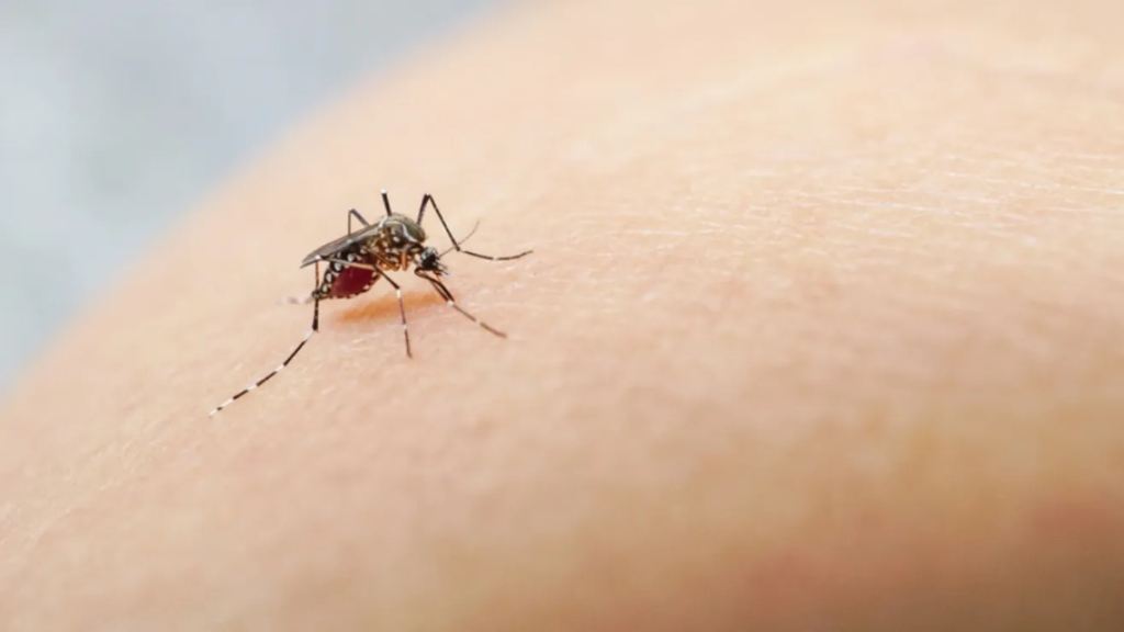 Florida implementa plan de acción por brote de dengue: Sepa las medidas