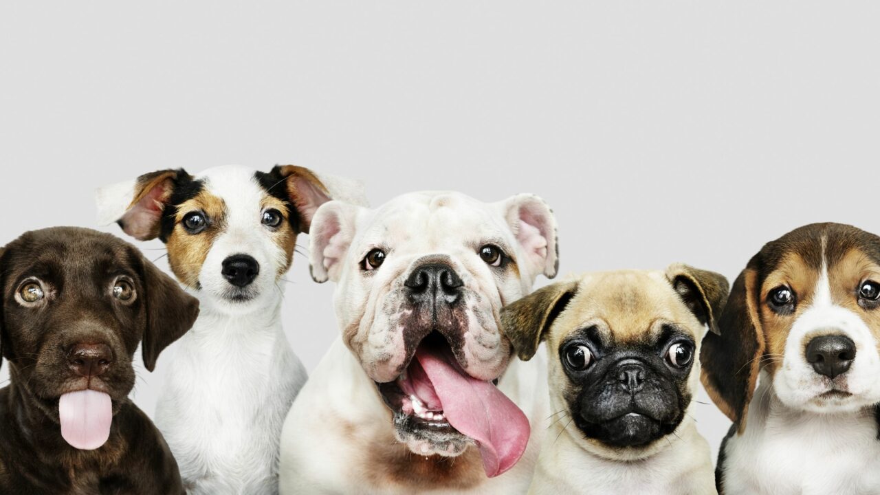 Estudio revela que los perros se vuelven más negativos al percibir el estrés humano (+Detalles)