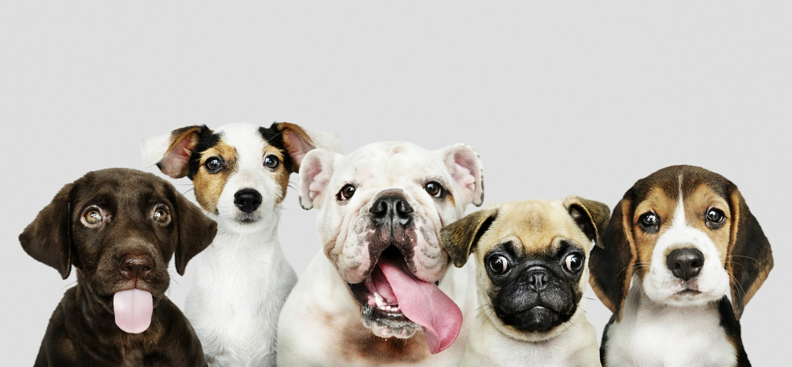 Estudio revela que los perros se vuelven más negativos al percibir el estrés humano (+Detalles)
