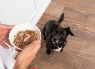 ¿Fría o caliente? Entérate cómo debes ofrecerle la comida al perro