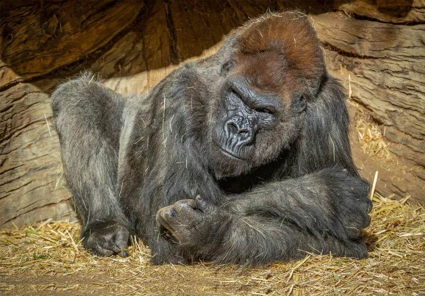 California | Sacrifican al segundo gorila más longevo de San Diego