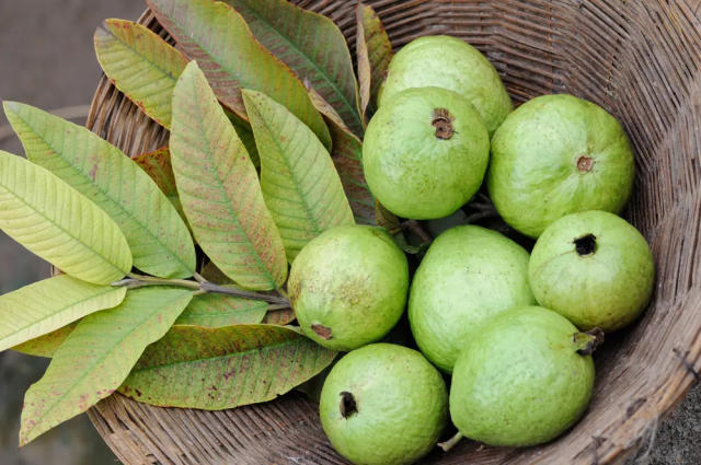 Hojas de guayaba ¡Estas son sus propiedades curativas!