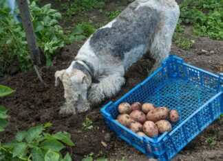 ¿Los perros pueden comer papas?