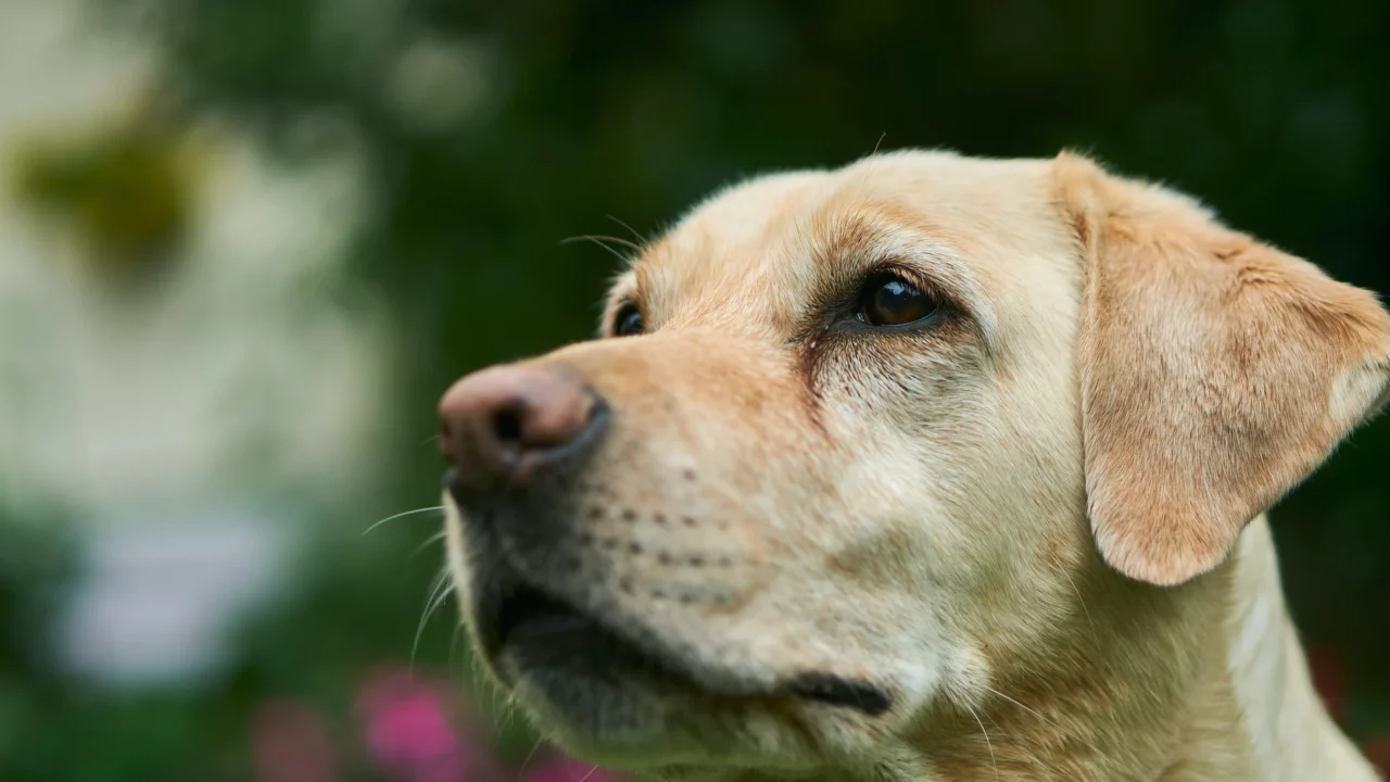 Coreanos protestan contra la ley que prohíbe el consumo de carne de perro