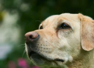 Los perros saben distinguir cuando alguien les miente