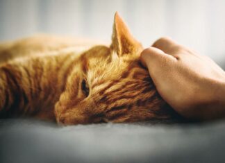 Identifica qué pone triste a tu gato y cómo devolverle la alegría