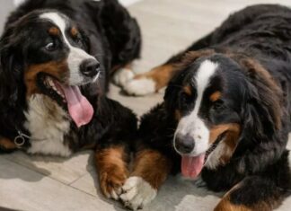 Conozca a las dos celebridades que clonaron a sus mascotas