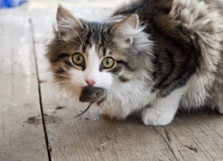 ¿Por qué los gatos traen ratones vivos a casa?