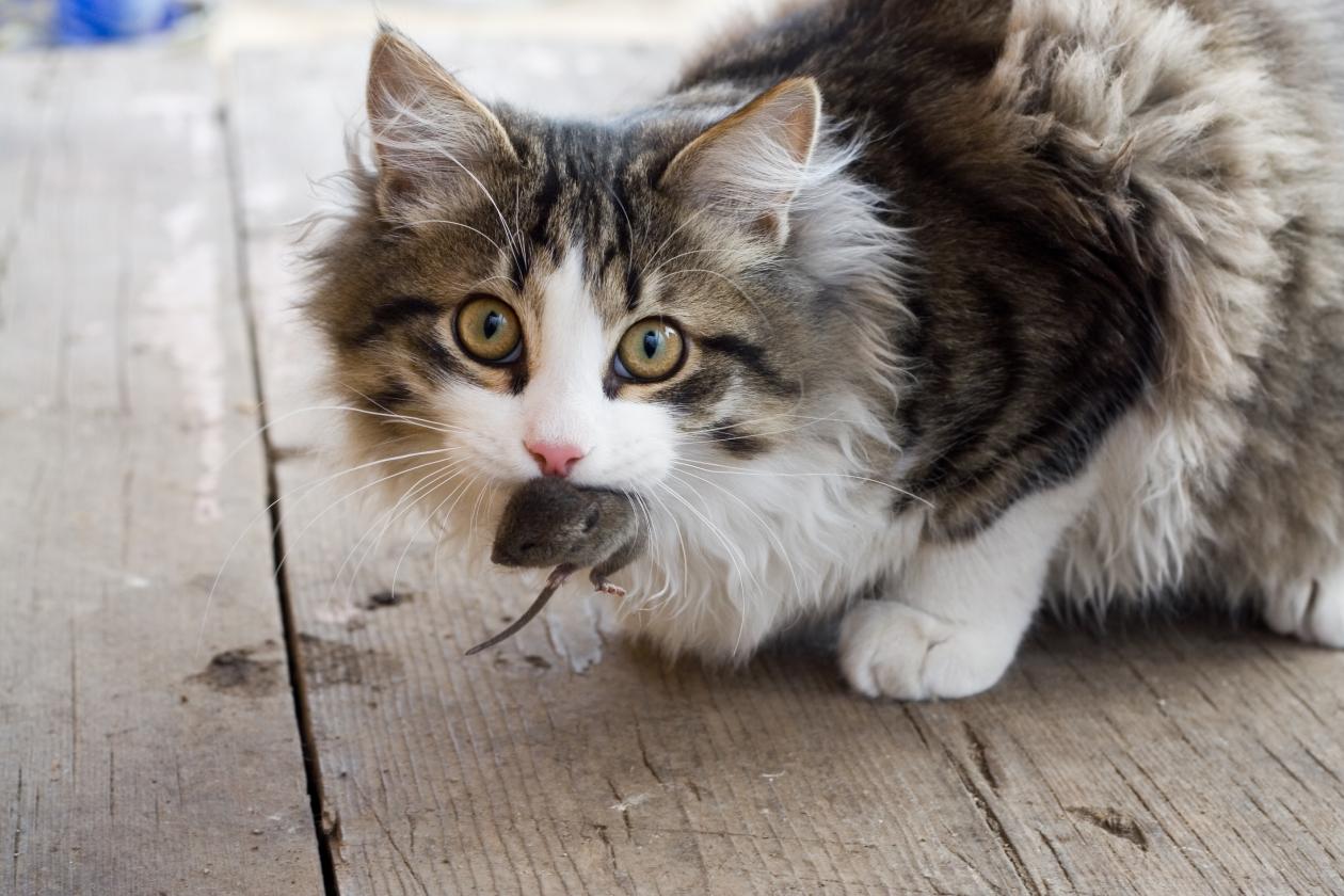 ¿Por qué los gatos traen ratones vivos a casa?