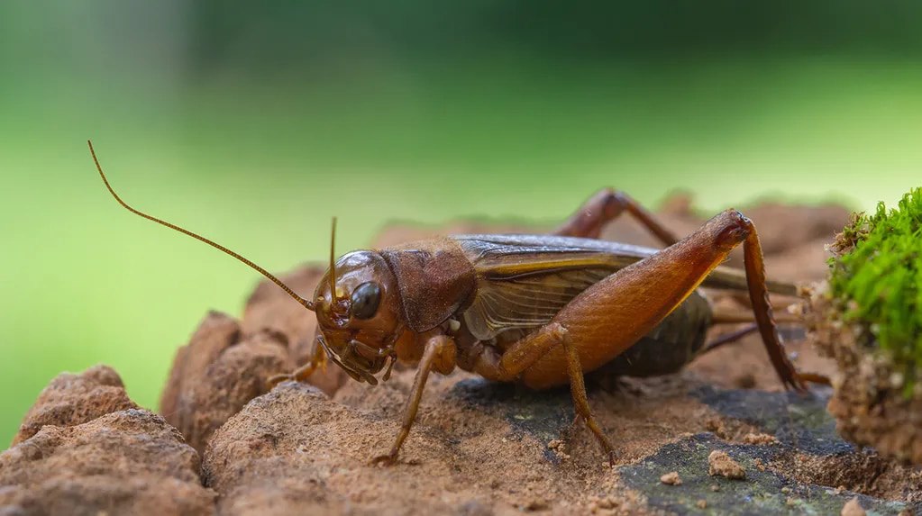 Singapur aprueba el consumo humano de varias especies de insecto (+Detalles)