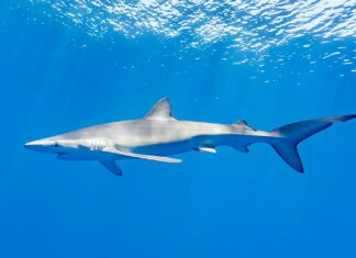 Científicos descubren tiburones intoxicados con droga en Brasil (+Detalles)